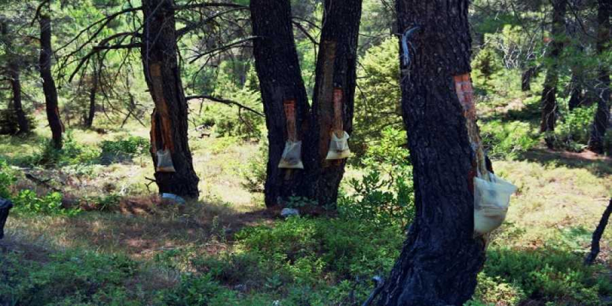 Παρατείνεται η προθεσμία ενστάσεων για το ειδικό πρόγραμμα απασχόλησης ρητινεργατών
