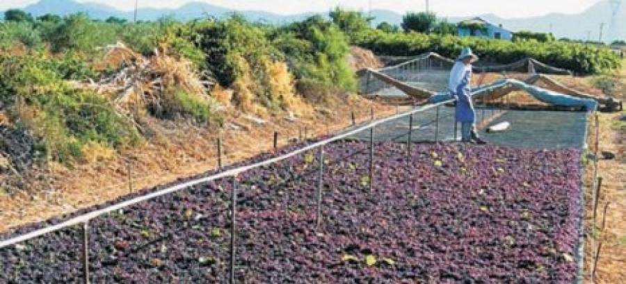 Σύντομα ανοίγει η ηλεκτρονική πλατφόρμα υποβολής αιτήσεων Ενιαίας Ενίσχυσης