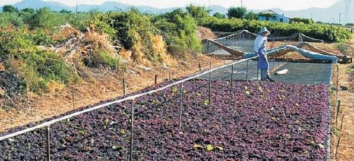 Σύντομα ανοίγει η ηλεκτρονική πλατφόρμα υποβολής αιτήσεων Ενιαίας Ενίσχυσης