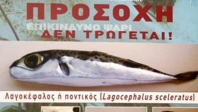 Λαγοκέφαλοι στη Σέριφο- Οδηγίες του υπουργείου- Προσοχή στο τοξικό ψάρι
