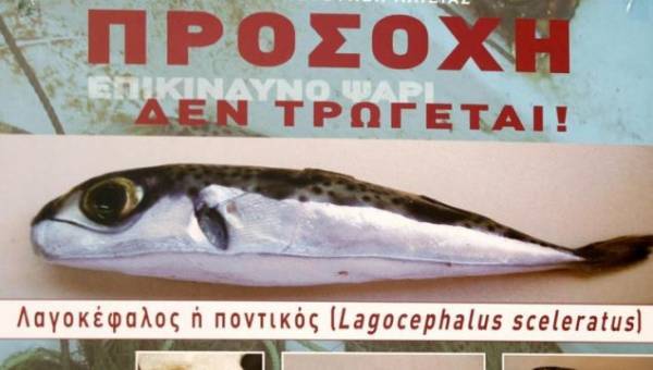Λαγοκέφαλοι στη Σέριφο- Οδηγίες του υπουργείου- Προσοχή στο τοξικό ψάρι