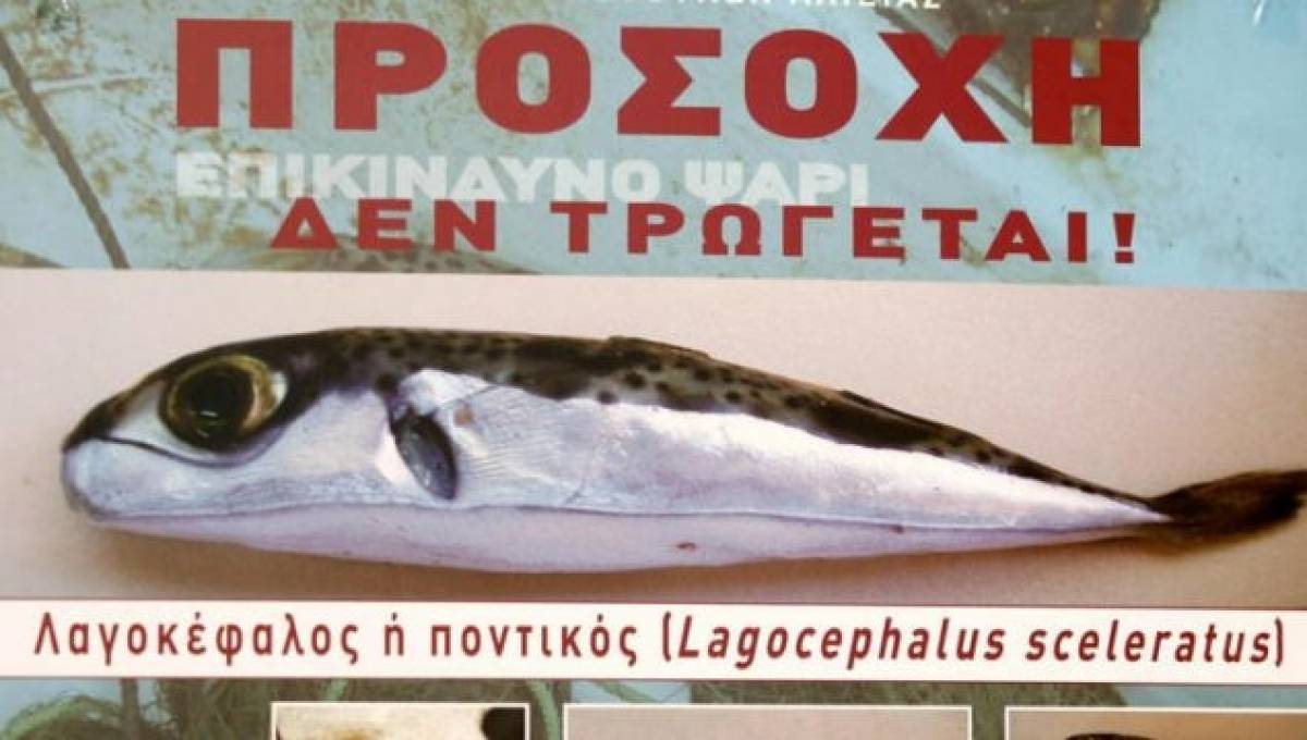 Λαγοκέφαλοι στη Σέριφο- Οδηγίες του υπουργείου- Προσοχή στο τοξικό ψάρι