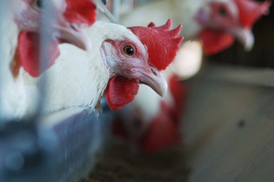 Γρίπη των πτηνών: Θανατώνονται χιλιάδες κοτόπουλα στην Ευρώπη-Ενεργός ο ιός