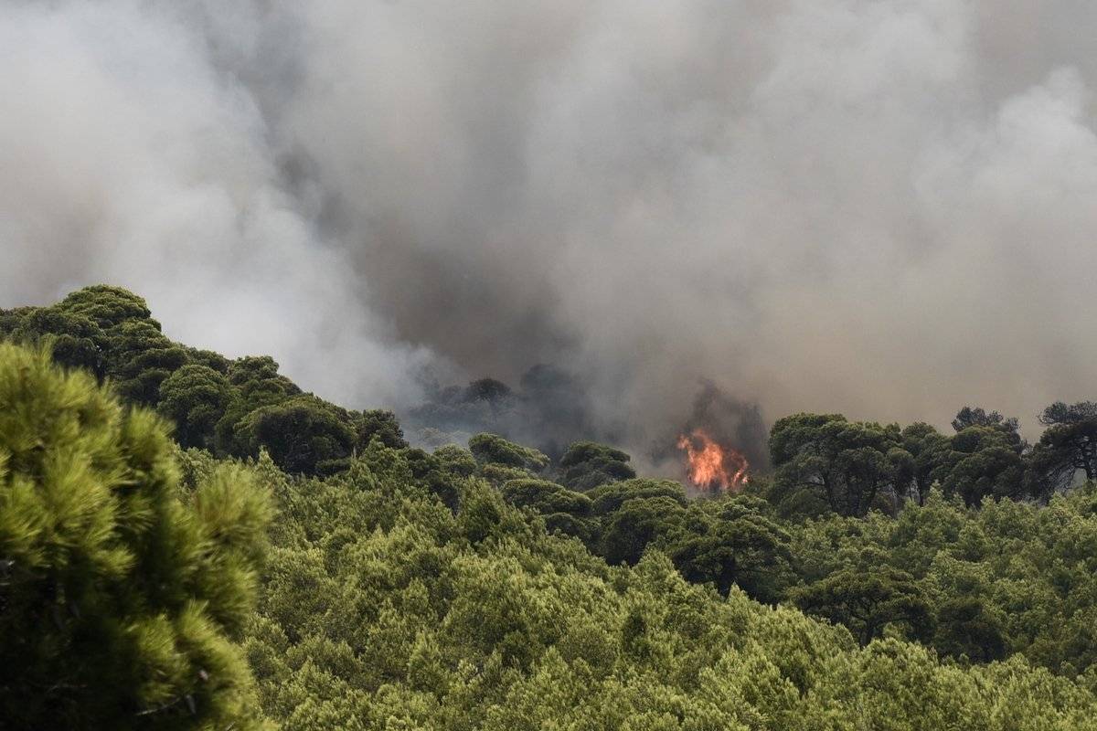 Μέγαρα: Πυρκαγιά σε δασική έκταση