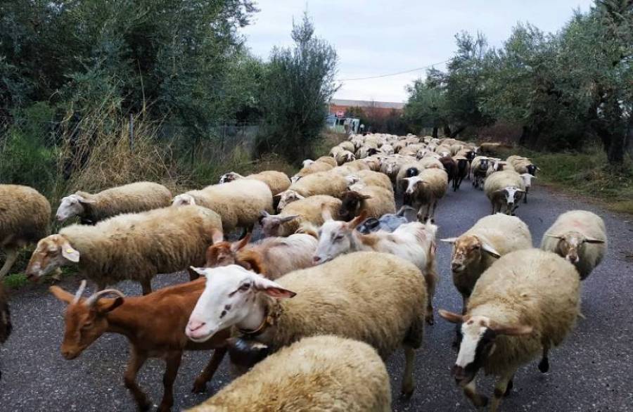 Η Τράπεζα Πειραιώς στηρίζει τους Κτηνοτρόφους