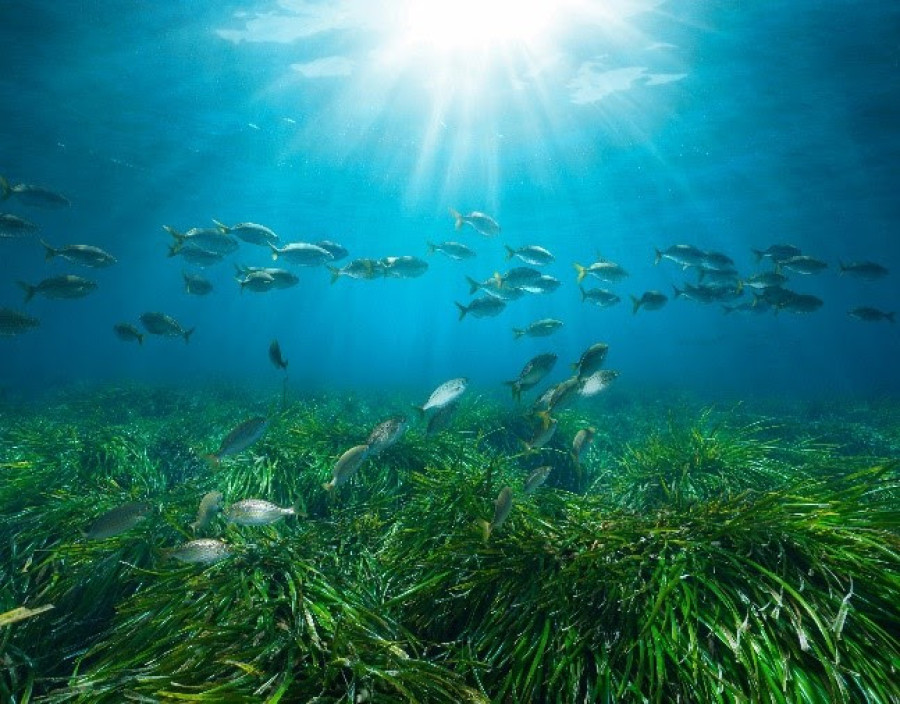 Posidonia Project: Μια νέα εποχή για την προστασία των λιβαδιών Ποσειδωνίας στην Ελλάδα