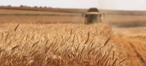 Αγρότες: κίνητρα για καλλιέργεια σιταριού και καλαμποκιού
