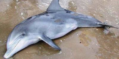 Νεκρό δελφίνι εντοπίστηκε στη Λήμνο