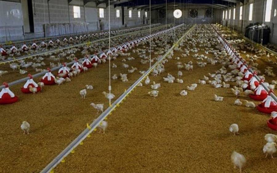 Κλείνει για απολύμανση η πτηνοτροφική μονάδα «Πίνδος» στα Ιωάννινα