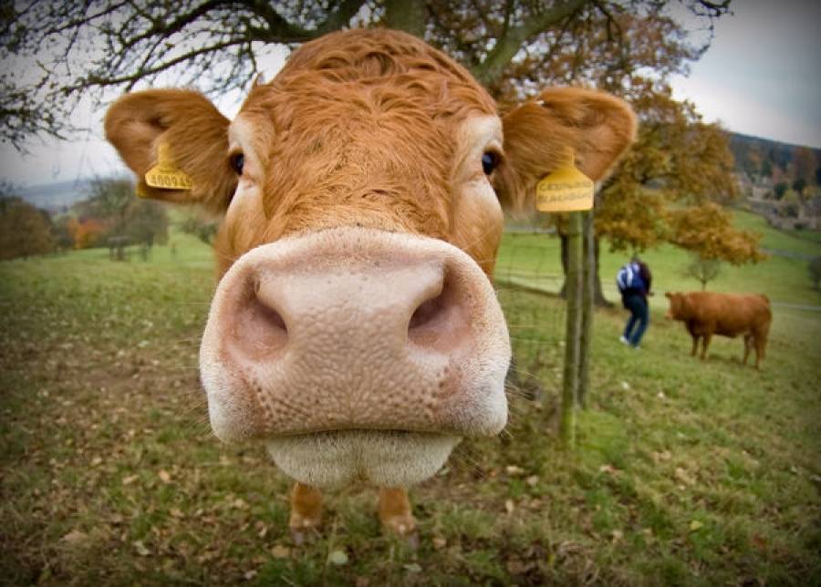 Επιστρέφουν οι «τρελές αγελάδες» στη Σκωτία