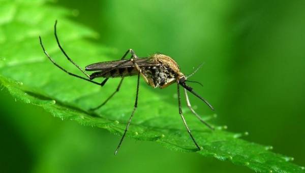 Συναγερμός για τον ιό του Δυτικού Νείλου-Εξαπλώθηκε σε 39 δήμους