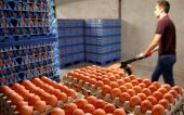 Περισσότερα από 28 εκατ. μολυσμένα αυγά έχουν εισαχθεί στη Γερμανία