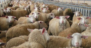 ΥΠΑΑΤ: Οκτώ συλλήψεις για παραβίαση των μέτρων βιοασφάλειας για την ευλογιά των αιγοπροβάτων