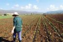 Νέα πληρωμή για την ενιαία ενίσχυση για 38.864 αγρότες