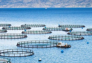 Μνημόνιο συνεργασίας για την απασχόληση μεταναστών και προσφύγων σε υδατοκαλλιέργειες