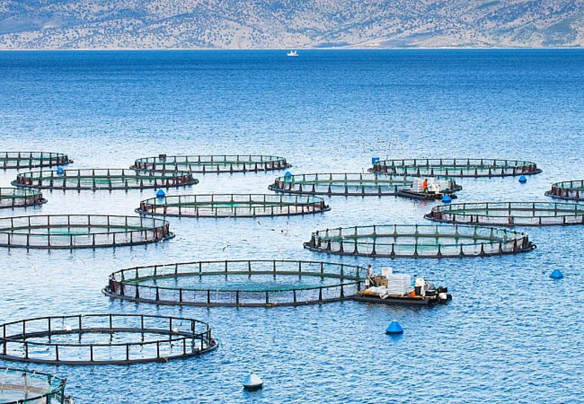 Μνημόνιο συνεργασίας για την απασχόληση μεταναστών και προσφύγων σε υδατοκαλλιέργειες