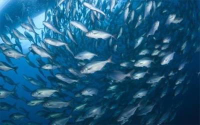 Εξαφάνιση του 17% θαλάσσιων ζώων, αν δεν υπάρξει μείωση CO2