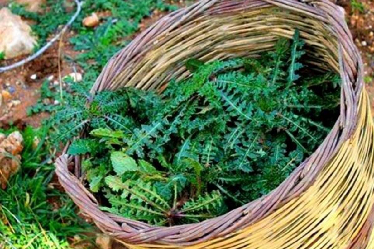 Σταμναγκάθι: το ελληνικό χόρτο που έγινε food trend