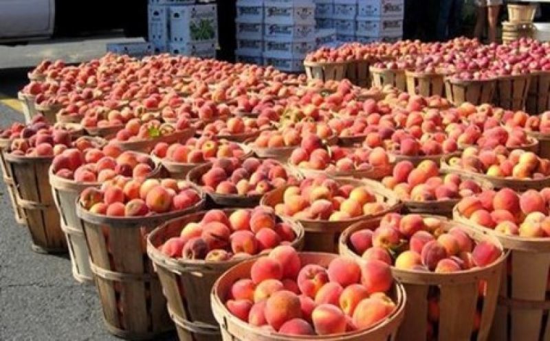 Έως την Τετάρτη τα στοιχεία για την αποτίμηση της ζημιάς στο ροδάκινο