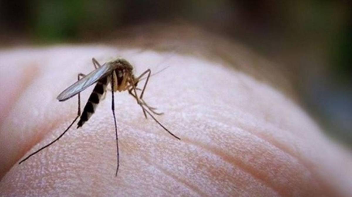 Υπ. Υγείας: Σύσκεψη για τον ιό του δυτικού Νείλου