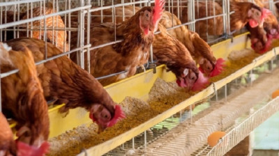 Μειωμένη ενίσχυση για τις ζωοτροφές καταγγέλλουν οι πτηνοτρόφοι