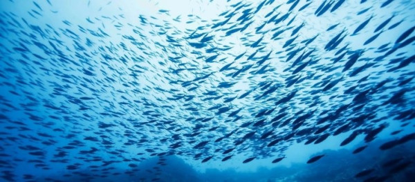 ΑΠΘ: Η υπερθέρμανση των θαλασσών αλλάζει τη «συμπεριφορά» των ψαριών