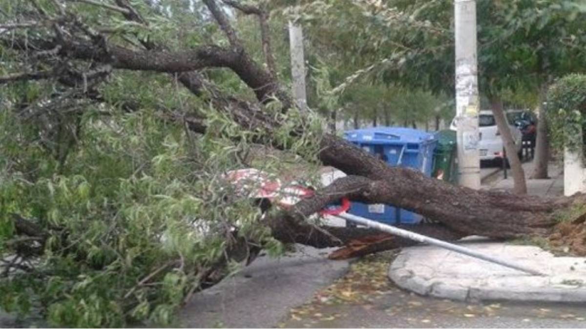 Εκατοντάδες κλήσεις στην Πυροσβεστική για πτώσεις δέντρων στην Αττική