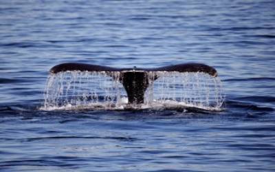 Ιαπωνία: 87 τραυματίες από σύγκρουση φέρι με φάλαινα