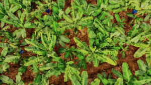 Chiquita: Εντάσσεται στην Πρωτοβουλία Βιώσιμης Γεωργίας-Βελτιστοποίηση των γεωργικών πρακτικών της