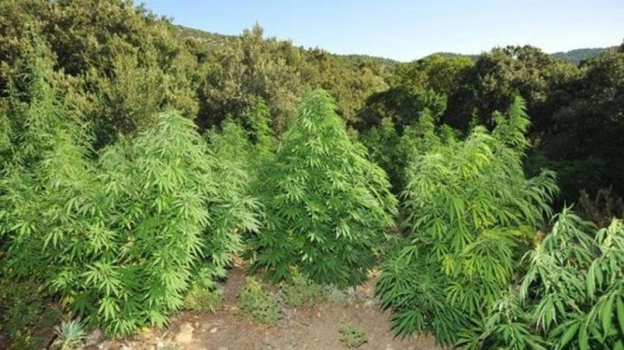 Εντοπίστηκαν 1.600 δενδρύλλια κάνναβης στον Παρνασσό