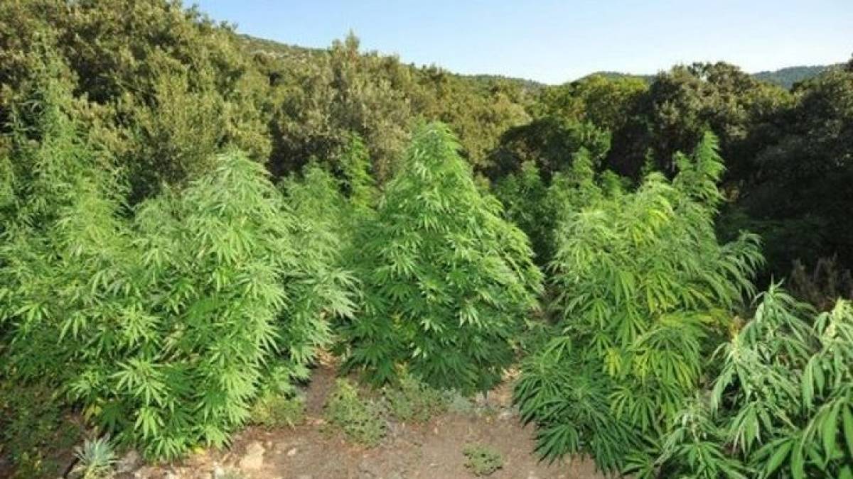 Εντοπίστηκαν 1.600 δενδρύλλια κάνναβης στον Παρνασσό