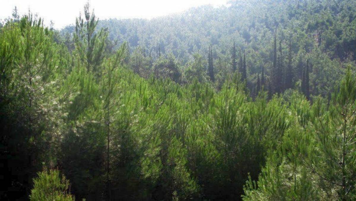 ΥΠΕΝ: 700 προσλήψεις σε Δασικές Υπηρεσίες