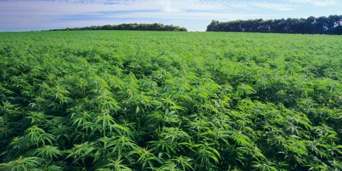 Δημοσιεύθηκε το θεσμικό πλαίσιο για τη βιομηχανική κάνναβη