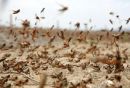 Αφρική: Σμήνη ακρίδων απειλούν την παραγωγή σιτηρών