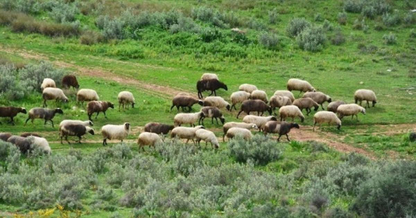 ΕΛΣΤΑΤ: Οριακή άνοδος σε εκροές και εισροές στη Γεωργία - Κτηνοτροφία τον Δεκέμβριο 2025