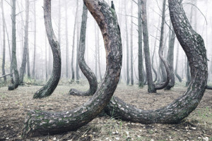 Το μυστηριώδες δάσος στην Πολωνία