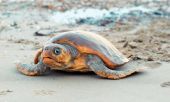 Βρέθηκαν αποκεφαλισμένες 10 θαλάσσιες χελώνες στη Νάξο!
