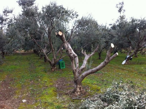 Στοπ απο τον ΕΛΓΑ στις αποζημιώσεις των ελαιοκαλλιεργητών της Κρήτης