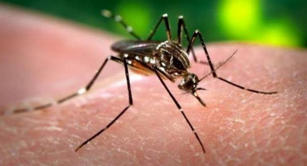 ΚΕΕΛΠΝΟ: Στους 41 οι θάνατοι από τον ιό Δυτικού Νείλου