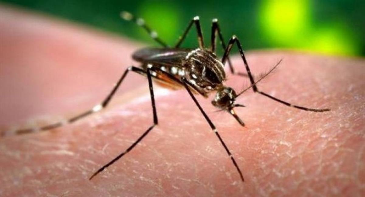 ΚΕΕΛΠΝΟ: Στους 41 οι θάνατοι από τον ιό Δυτικού Νείλου