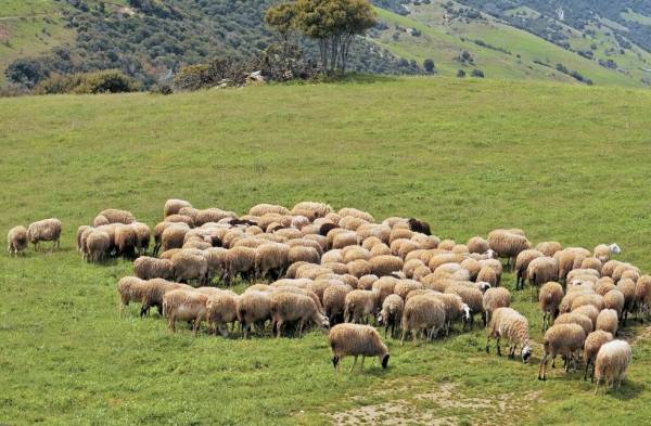 ΣΑΣΟΕΕ: Κραυγή αγωνίας για την κτηνοτροφία