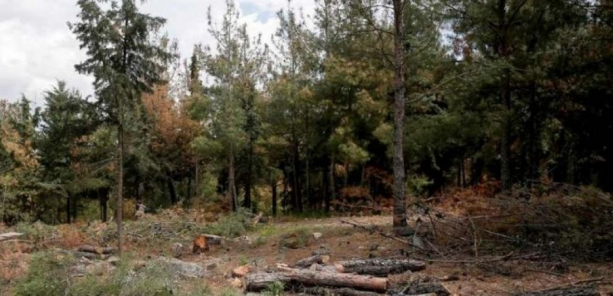 Σε εξέλιξη εργασίες καθαρισμού δασών και συντήρησης αντιπυρικών ζωνών