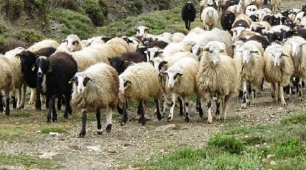 Ήρθη η απαγόρευση εξαγωγής ζώων προς τη Σαουδ. Αραβία