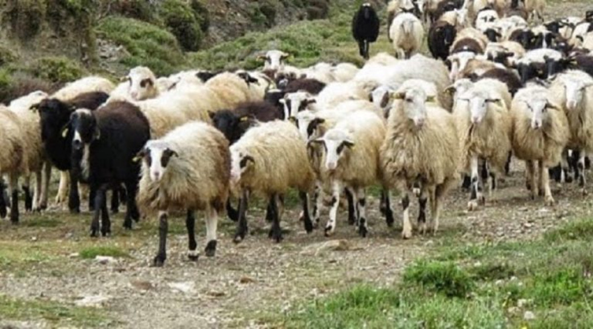 Ήρθη η απαγόρευση εξαγωγής ζώων προς τη Σαουδ. Αραβία