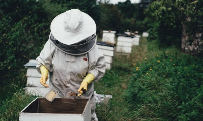 Δράση προώθησης του μελιού και ενίσχυση της καινοτομίας της μελισσοκομίας