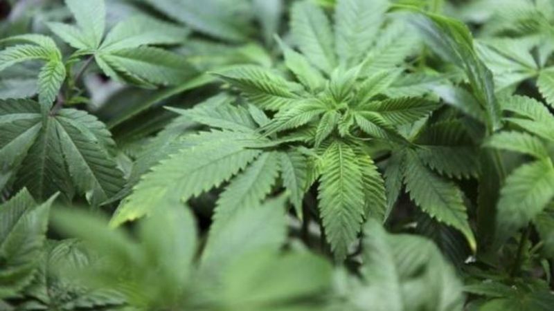 Νομιμοποίηση της βιομηχανικής και ινδικής κάνναβης προτείνουν βουλευτές του ΣΥΡΙΖΑ
