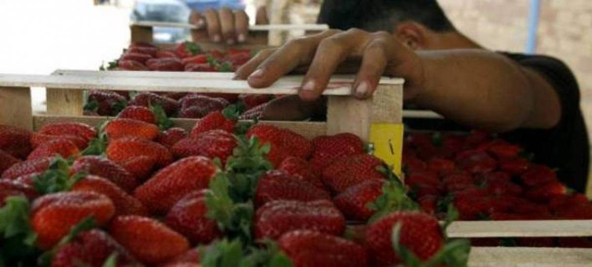 Εισαγγελική παρέμβαση στη Μανωλάδα για 355 αδήλωτους αλλοδαπούς
