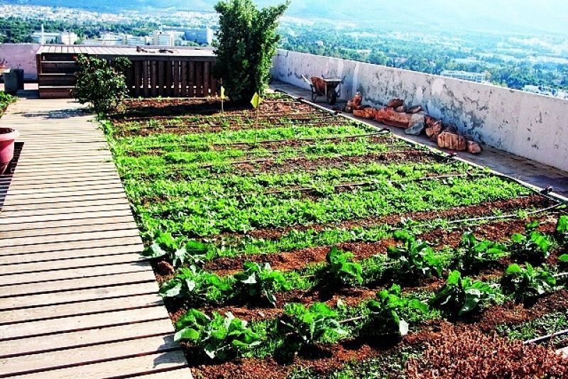 Ταράτσες και μπαλκόνια γεμάτα λαχανόκηπους