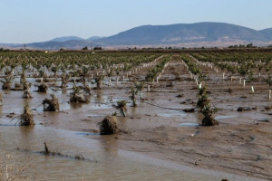 Θεσσαλία: Από Τετάρτη προκαταβολές αποζημιώσεων σε πληγέντες αγρότες και κτηνοτρόφους