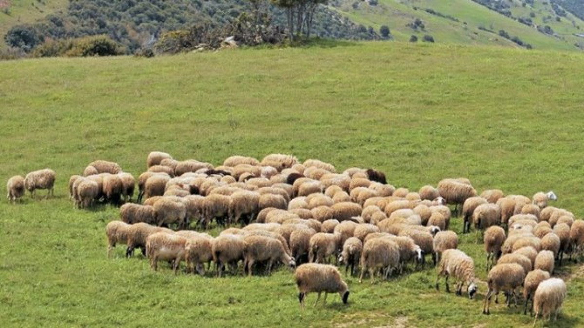 ΥΠΑΑΤ: Νέες αποφάσεις για τη στήριξη των κτηνοτρόφων